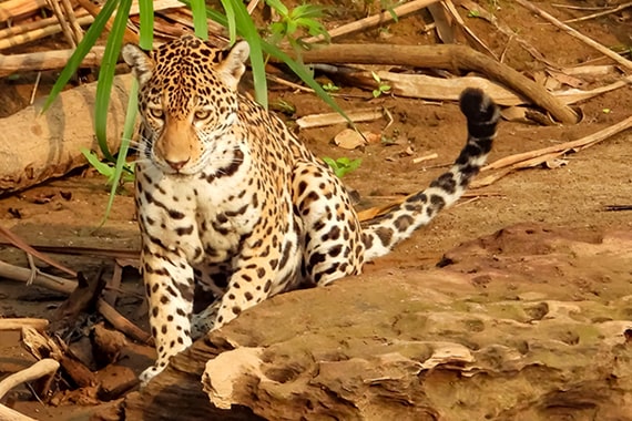 Jaguar at Manu Park