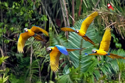 Blue and yellow Macaws